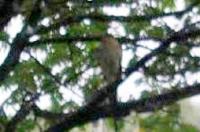 Sparrowhark on my tree