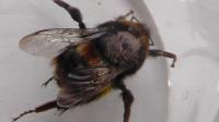 Buff tailed Bumble bee newly emerged from hibernation