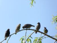 Baby starlings waiting for their turn at the feeders: as if !