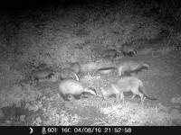 Badgers and foxes come together every night to feed on the Blanched peanuts