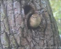 This Wren checks out the Pear Tree almost daily.  The Pear Tree camera can be watched live at www.thewiderpicture.co.uk