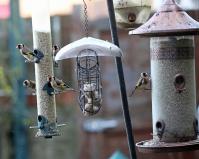 Goldfinches on feeders