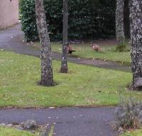 This is 2 male pheasants in my garden finding just the right spot to battle with each other!
