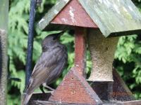a young Starling enjoying the fat feeder
