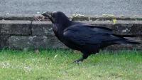 A Raven enjoying Twootz suet pellets