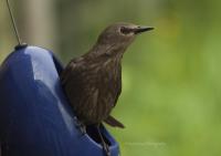 Young starling guarding it's mealworm suet pellets
