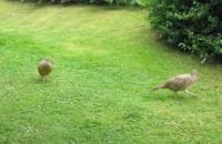 2 Female Pheasants Back Garden