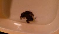 This is a wee frog i rescued; it had lost one of it,s feet but eventually recovered and was set free after lots of tlc.