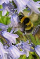 Bumble Bee in my garden