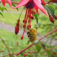Wee Common Carder Bee In My Garden
