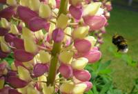 I managed to capture this Bumble Bee in flight at the Lupins