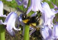 Bumble Bee In Garden