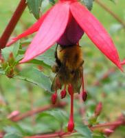 Carder Bee In Garden