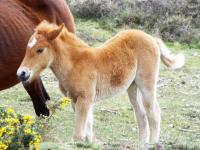 New Forest foal