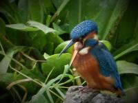Kingfisher sitting by fish pond, coughing up pellet of indigestible food.