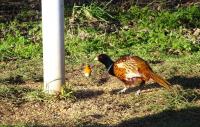 My shot of the pheasant cleaning up under my feeder was "photo-bombed" by an indignant robin!