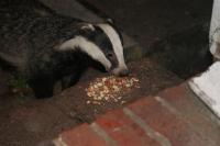 'Titch' the badger cub, growing up strong on Twootz peanuts.