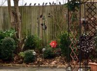 A row of starlings lined up on the fence in my garden waiting to feed on the Twoots feed.
