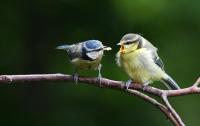 The baby Bluetits were being filled with the 'Peanut Butter Mix'