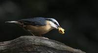 Nuthatches love the Utterly Peanut Butter, the new softer texture is perfect for them