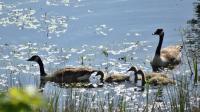 Taken 28th May 2020....the same family of Canada Geese from the 14th May 2020...kids have now learnt how to 'bob'!!