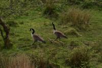 Taken 14th May 2020...a family of Canada Geese. Photograph taken from the 1st floor balcony of our house, which overlooks a Nature Reserve / SSSI.
