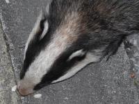 Close-up of "Kinky," a female Badger who regularly visits our garden, lured to the front step  by a trail of peanuts.