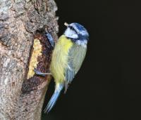 Blue Tit is happy I've been able to get more Peanut fat mix.