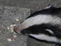 "Kinky" the Badger lured to the front doorstep by Twootz peanuts.