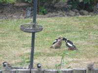 Lovely to see the woodpecker feeding its baby with the sparrows turning a blind eye.