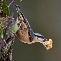 Nuthatches just can't get enough of the Utterley Peanut Butterly. going off with beaks full of the stuff.