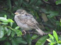 Newly fledged House Sparrow