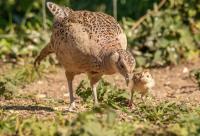 Female Pheasant and chick enjoying the seed dropped from the bird feeders, Norfolk