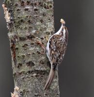 Treecreepers love that Utterly peanut buttery mix
