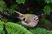 Goldcrest, Britains smallest bird.
I crumble up the Utterly Buttery Peanut fat onto the pine needles and the Goldcrest picks them up. He's about to swallow one