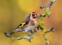 Goldfinch, love the sunflower hearts and are a very noisy bunch