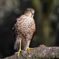 Sparrowhawk, waiting for lunch to appear. My garden with it;s good supply of feeders is a favourite hunting spot.