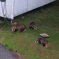Female Badger [left] & her 2 Young on my front lawn.