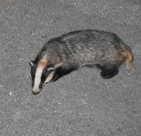 Badger "hoovering up" peanuts on my drive.