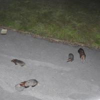 Female Badger[far right] with her 2 young & a second adult [bottom left], enjoying the peanuts on the my drive. Badgers love peanuts.