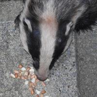 Badger baited to my front doorstep with peanuts.