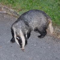 Badger "hoovering up" peanuts on my drive.