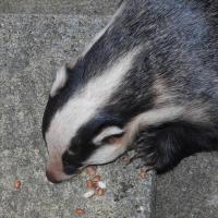 Badger baited to my front doorstep with peanuts.