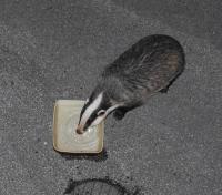 Spent years trying to photo like this of a Badger drinking on my drive.