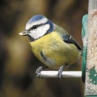 Blue Tit