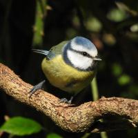 Blue Tit