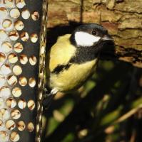 Female Great Tit