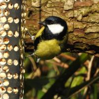 Male Great Tit
