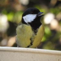 Female Great Tit Enjoying a Drink