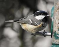 Coal Tit